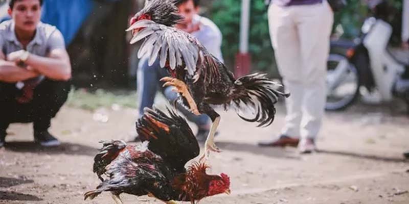 Những lời khuyên từ các chuyên gia giúp thành viên nâng cao cơ hội chiến thắng