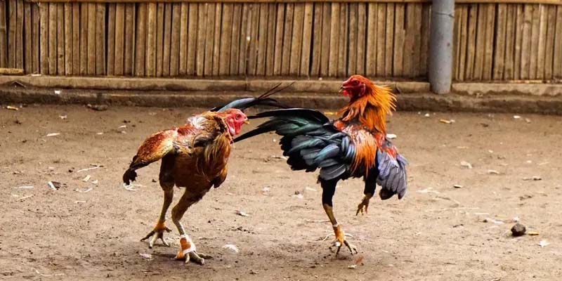 Giới thiệu về đá gà Campuchia