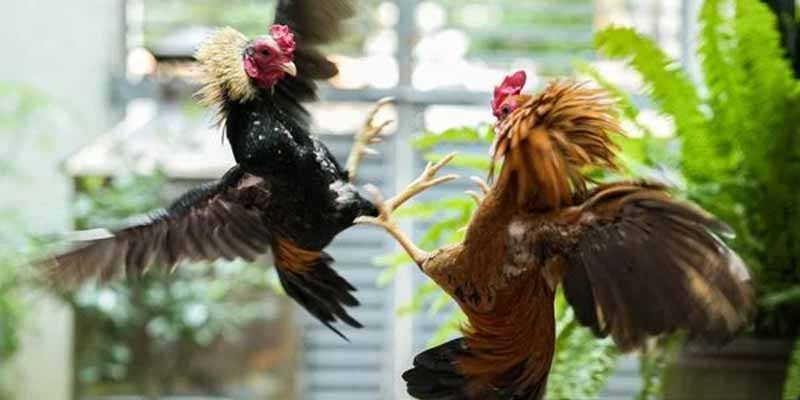 Những lời khuyên và chiến lược cá cược hữu ích giúp bạn tăng cơ hội chiến thắng