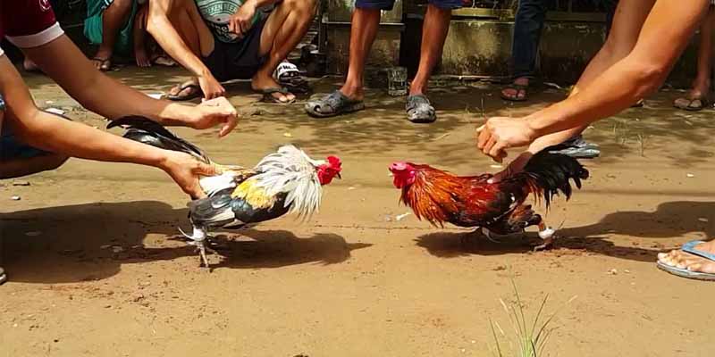 Tìm hiểu những lợi ích vượt trội khi tham gia cược đá gà trực tuyến