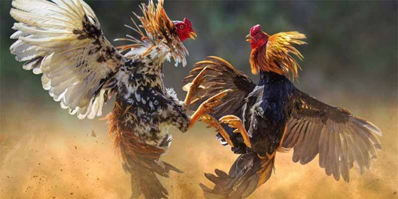 Những thông tin liên quan đến chọi kê trực tiếp mà bạn nên biết