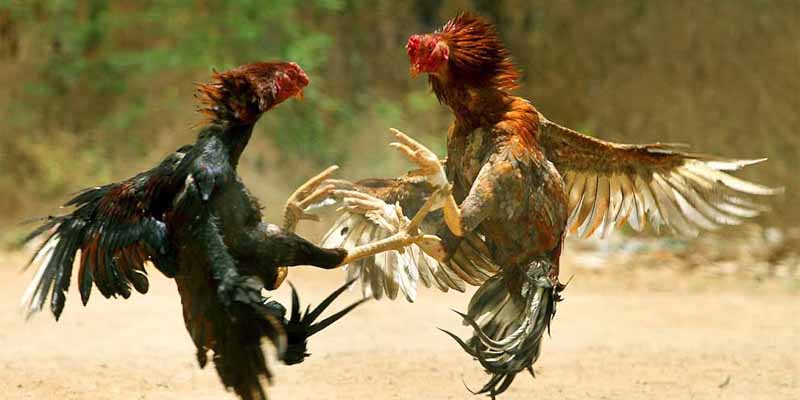 Giới thiệu khái niệm về thể loại đá gà cựa sắt trực tuyến