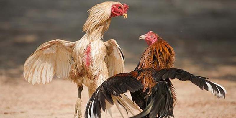 Đa dạng các hình thức đấu kê chọi