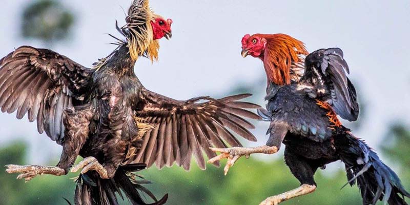 Tổng quan về đá gà trực tuyến